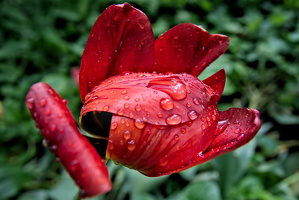 la tulipes 2025.16 dt