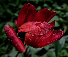 la tulipes 2025.15 dt