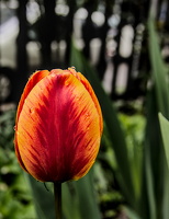 la tulipes 2025.13 dt