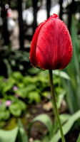 la tulipes 2025.12 dt