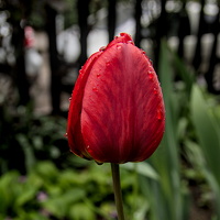 la tulipes 2025.11 dt