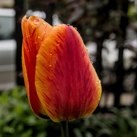 la tulipes 2025.10 dt