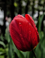 la tulipes 2025.09 dt