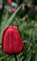la tulipes 2025.08 dt