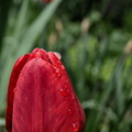 la tulipes 2025.08 dt