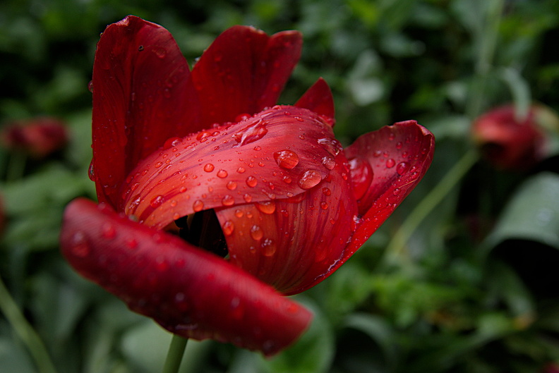 la tulipes 2025.18_dt.jpg