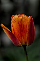 la tulipes 2025.21 dt