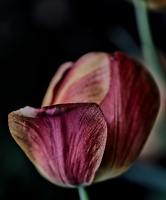 la tulipes 2025.22 dt