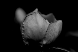 cydonia oblonga 2025.08 dt bw