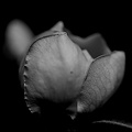 cydonia oblonga 2025.08 dt bw