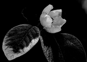 cydonia oblonga 2025.07 dt bw