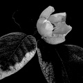 cydonia oblonga 2025.07 dt bw