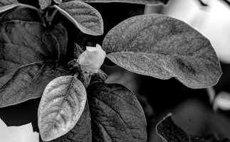 cydonia oblonga 2025.05 dt bw