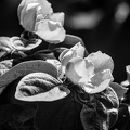 cydonia oblonga 2025.02 dt bw