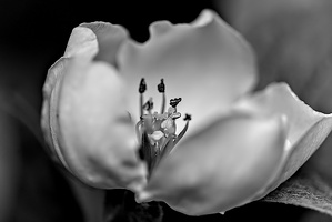 cydonia oblonga 2025.09 dt bw (2)