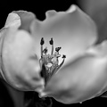 cydonia oblonga 2025.09 dt bw (2)