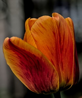 la tulipes 2025.23 dt