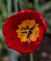 la tulipes 2025.24 dt