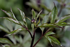 paeonia.mascula.2025.01 dt