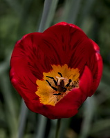 la tulipes 2025.26 dt