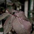 water drops.2025.02 dt