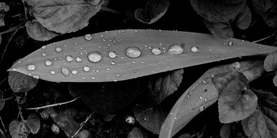water drops.2025.01 dt bw