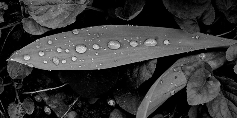 water drops.2025.01_dt_bw.jpg