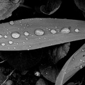 water drops.2025.01 dt bw