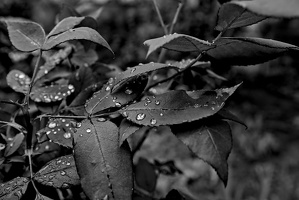 water drops.2025.03 dt bw