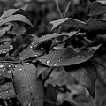 water drops.2025.03 dt bw