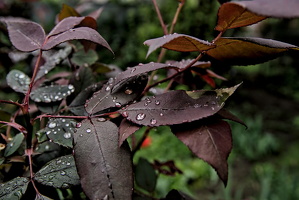 water drops.2025.03 dt