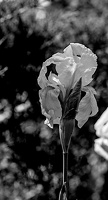 iris aphilae 2025.05 dt bw