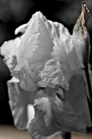 iris aphilae 2025.06 dt bw (2)