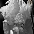 iris aphilae 2025.06 dt bw (2)