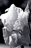 iris aphilae 2025.06 dt bw (1)