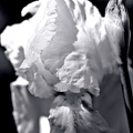 iris aphilae 2025.06 dt bw (1)