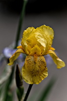 iris aphilae 2025.18 dt