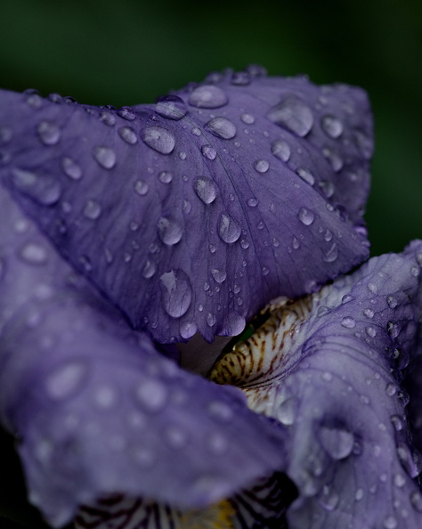 iris aphilae 2025.14_dt.jpg
