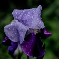 iris aphilae 2025.13 dt