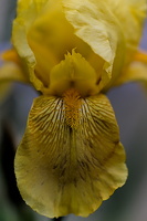 iris aphilae 2025.19 dt