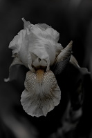 iris aphilae 2025.20 dt bw