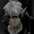 iris aphilae 2025.20 dt bw