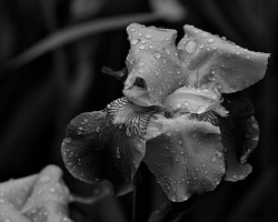 iris aphilae 2025.25 dt bw