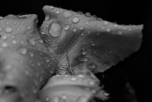 iris aphilae 2025.26 dt bw