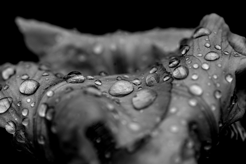 iris aphilae 2025.28_dt_bw.jpg