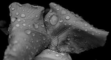 iris aphilae 2025.30 dt bw