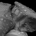 iris aphilae 2025.30 dt bw