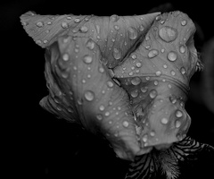 iris aphilae 2025.31 dt bw