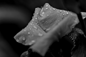 iris aphilae 2025.33 dt bw