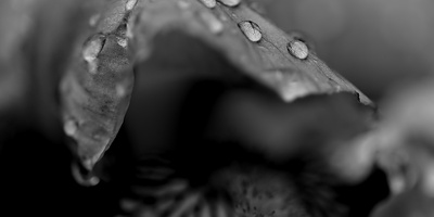 iris aphilae 2025.36 dt bw